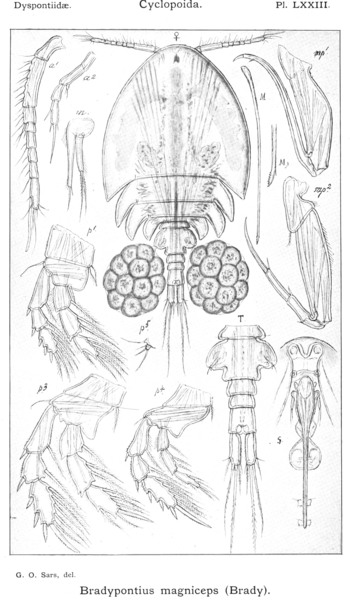 Bradypontius magniceps from Sars, G.O. 1915 Bradypontius magniceps from Sars, G.O. 1915