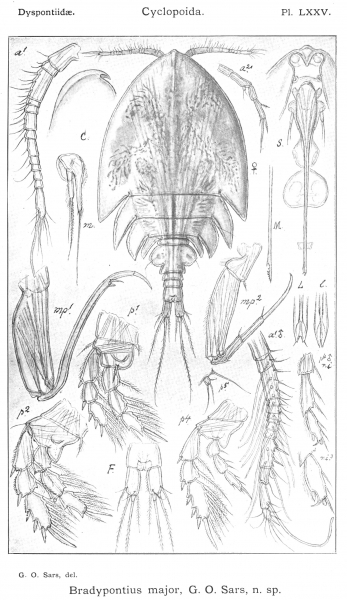 Bradypontius major from Sars, G.O. 1915 Bradypontius major from Sars, G.O. 1915