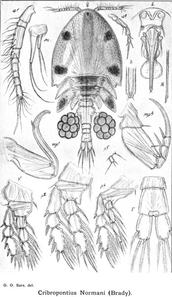 Cribropontius normani from Sars, G.O. 1915 Cribropontius normani from Sars, G.O. 1915