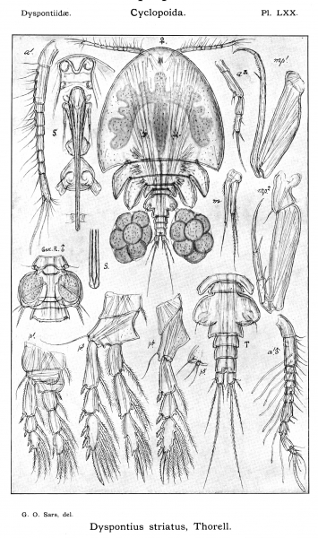 Dyspontius striatus from Sars, G.O. 1915 Dyspontius striatus from Sars, G.O. 1915