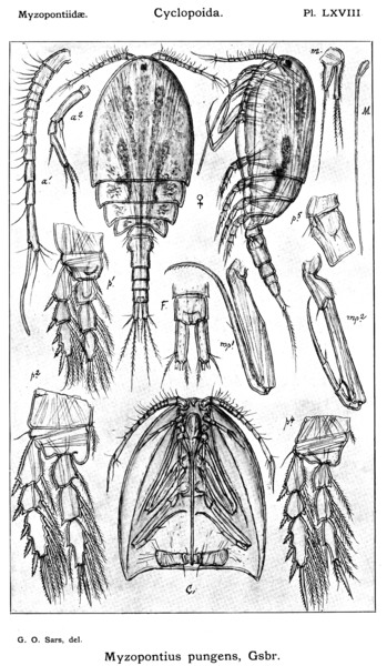 Myzopontius pungens from Sars, G.O. 1915 Myzopontius pungens from Sars, G.O. 1915