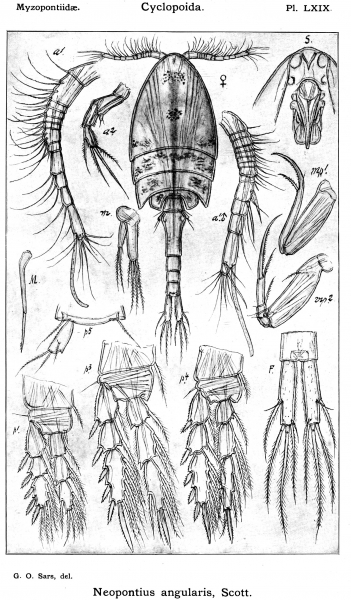 Neopontius angularis from Sars, G.O. 1915 Neopontius angularis from Sars, G.O. 1915