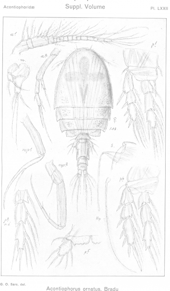 Acontiophorus ornatus from Sars, G.O. 1921 Acontiophorus ornatus from Sars, G.O. 1921