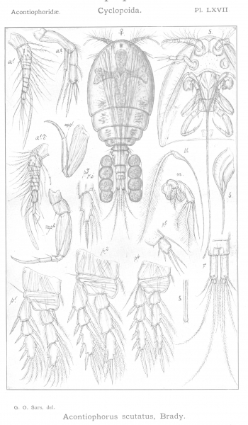 Acontiophorus scutatus from Sars, G.O. 1915 Acontiophorus scutatus from Sars, G.O. 1915