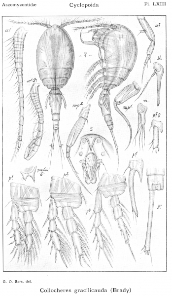 Collocheres gracilicauda from Sars, G.O. 1914 Collocheres gracilicauda from Sars, G.O. 1914