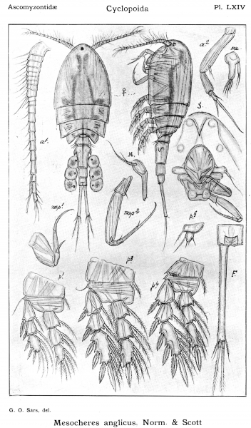 Mesocheres anglicus from Sars, G.O. 1914 Mesocheres anglicus from Sars, G.O. 1914