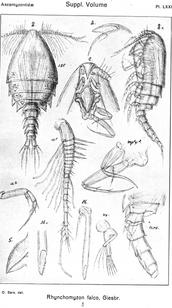Rhynchomyzon falco from Sars, G.O. 1921 Rhynchomyzon falco from Sars, G.O. 1921