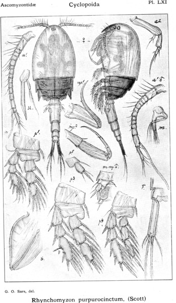 Rhynchomyzon purpurocinctum from Sars, G.O. 1914 Rhynchomyzon purpurocinctum from Sars, G.O. 1914
