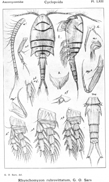 Rhynchomyzon rubrovittatum from Sars, G.O. 1914 Rhynchomyzon rubrovittatum from Sars, G.O. 1914