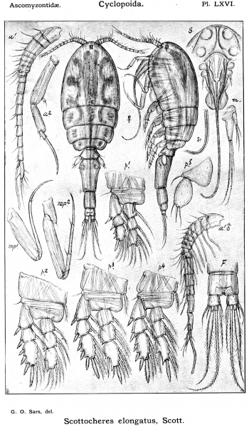 Scottocheres elongatus from Sars, G.O. 1915 Scottocheres elongatus from Sars, G.O. 1915