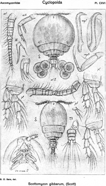 Scottomyzon gibberum from Sars, G.O. 1918 Scottomyzon gibberum from Sars, G.O. 1918