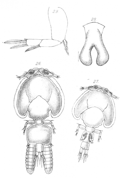 Caligus labracis from Scott, T 1902 Caligus labracis from Scott, T 1902