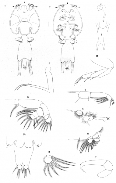 Caligus lichiae from Brian, A 1906 Caligus lichiae from Brian, A 1906