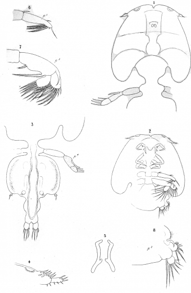 Caligus ligusticus from Brian, A 1906 Caligus ligusticus from Brian, A 1906