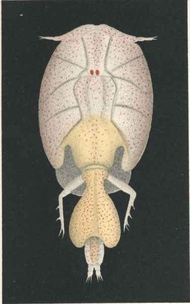 Lepeophtheirus nordmanni from Brian, A 1906 Lepeophtheirus nordmanni from Brian, A 1906