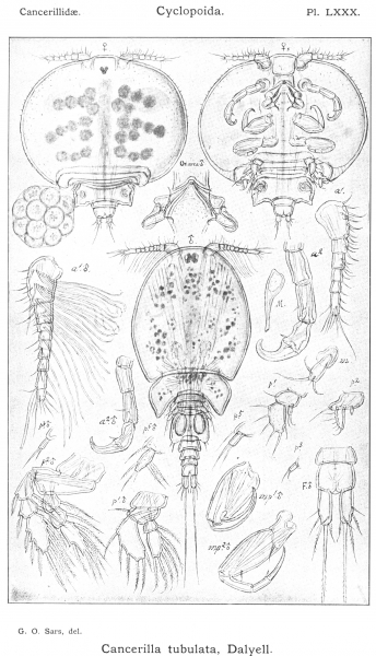 Cancerilla tubulata from Sars, G.O. 1915 Cancerilla tubulata from Sars, G.O. 1915