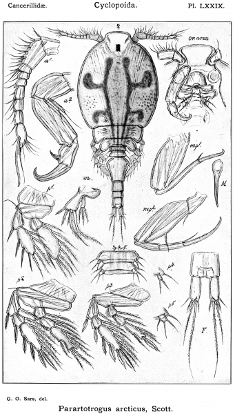 Parartotrogus arcticus from Sars, G.O. 1915 Parartotrogus arcticus from Sars, G.O. 1915
