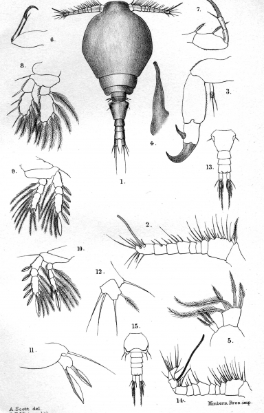 Parartotrogus richardi from Scott, T. & A. 1901 Parartotrogus richardi from Scott, T. & A. 1901