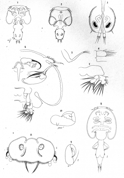 Philorthragoriscus serratus from Brian, A 1906 Philorthragoriscus serratus from Brian, A 1906