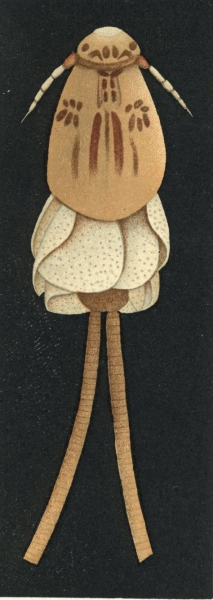 Anthosoma crassum from Brian, A 1906 Anthosoma crassum from Brian, A 1906