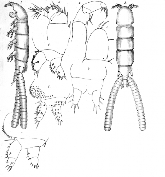 Eudactylina acanthii from Scott, T 1902 Eudactylina acanthii from Scott, T 1902