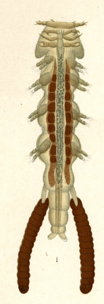 Eudactylina acuta from Brian, A 1906 Eudactylina acuta from Brian, A 1906