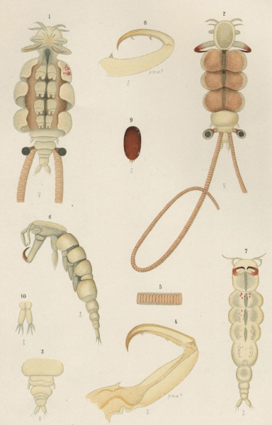 Nemesis robusta from Brian, A 1906 Nemesis robusta from Brian, A 1906
