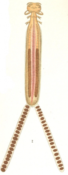 Hatschekia sargi from Brian, A 1906 Hatschekia sargi from Brian, A 1906