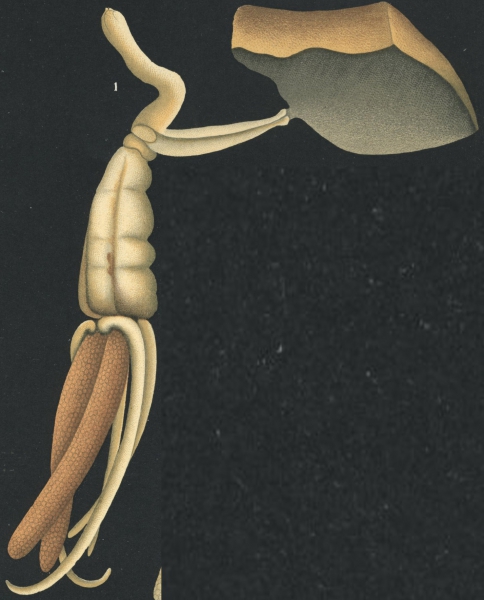 Brachiella thynni from Brian, A 1906 Brachiella thynni from Brian, A 1906