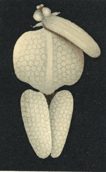 Clavella alata from Brian, A 1906 Clavella alata from Brian, A 1906