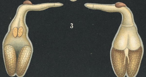 Naobranchia cygniformis from Brian, A 1906 Naobranchia cygniformis from Brian, A 1906