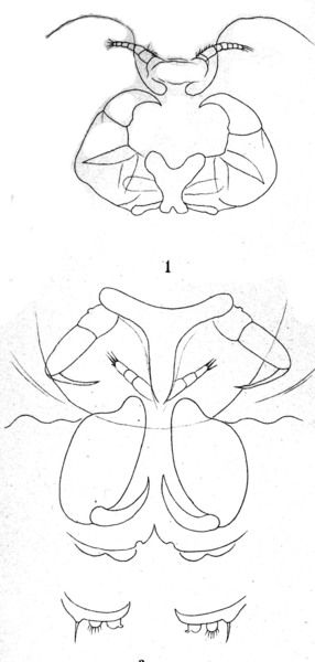 Lernanthropus trachuri from Brian, A 1906 Lernanthropus trachuri from Brian, A 1906