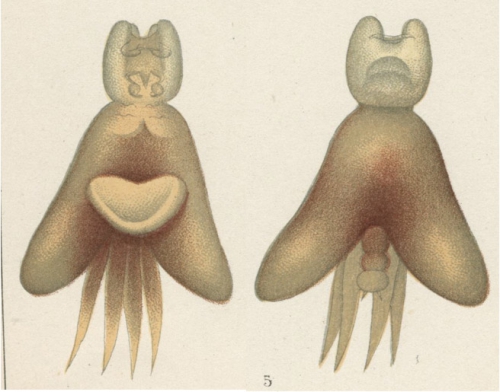 Lernanthropus trachuri from Brian, A 1906 Lernanthropus trachuri from Brian, A 1906
