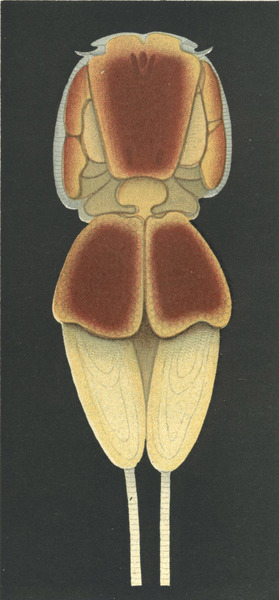 Echthrogaleus coleoptratus from Brian, A 1906 Echthrogaleus coleoptratus from Brian, A 1906