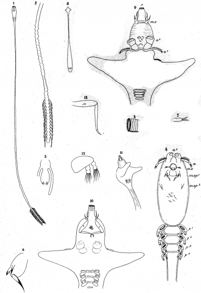 Pennella filosa from Brian, A 1906 Pennella filosa from Brian, A 1906