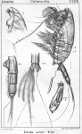 Euchaeta barbata 