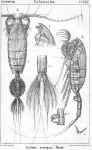 Euchaeta norvegica from Sars, G.O. 1902