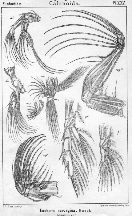 Euchaeta norvegica from Sars, G.O. 1902