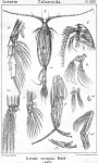Euchaeta norvegica from Sars, G.O. 1902