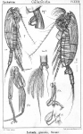 Euchaeta glacialis from Sars, G.O. 1902