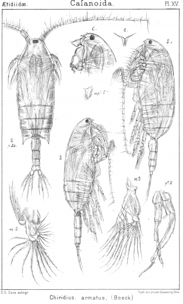 Chiridius armatus from Sars, G.O. 1901 Chiridius armatus from Sars, G.O. 1901