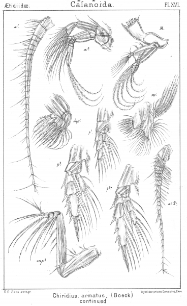 Chiridius armatus from Sars, G.O. 1901 Chiridius armatus from Sars, G.O. 1901