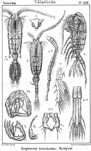 Eurytemora hirundoides from Sars, G.O. 1902 Eurytemora hirundoides from Sars, G.O. 1902