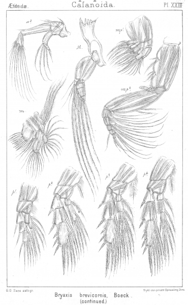 Bryaxis brevicornis from Sars, G.O. 1902 Bryaxis brevicornis from Sars, G.O. 1902