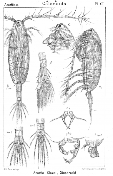 Acartia clausi from Sars, G.O. 1903 Acartia clausi from Sars, G.O. 1903