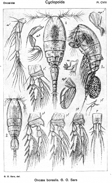 Oncaea borealis from Sars, G.O. 1918 Oncaea borealis from Sars, G.O. 1918