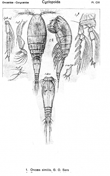 Oncaea similis from Sars, G.O. 1918 Oncaea similis from Sars, G.O. 1918