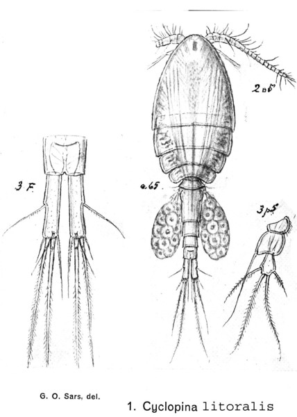 Cyclopina littoralis from Sars, G.O. 1902 Cyclopina littoralis from Sars, G.O. 1902