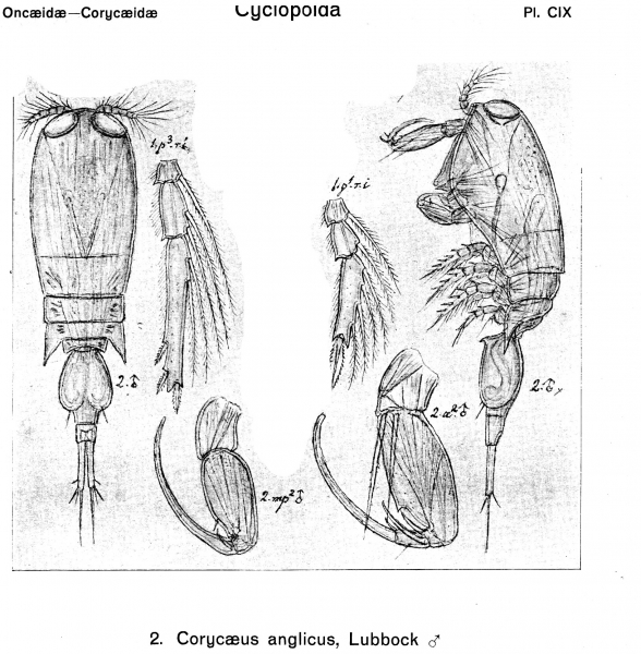 Corycaeus anglicus from Sars, G.O. 1918 Corycaeus anglicus from Sars, G.O. 1918