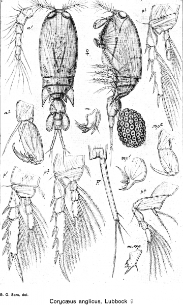 Corycaeus anglicus from Sars, G.O. 1918 Corycaeus anglicus from Sars, G.O. 1918